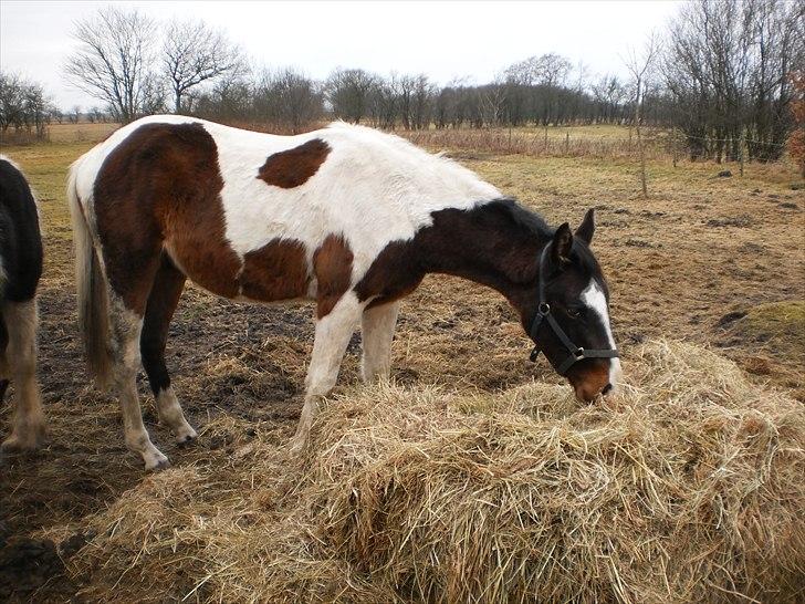 Pinto Milton billede 1
