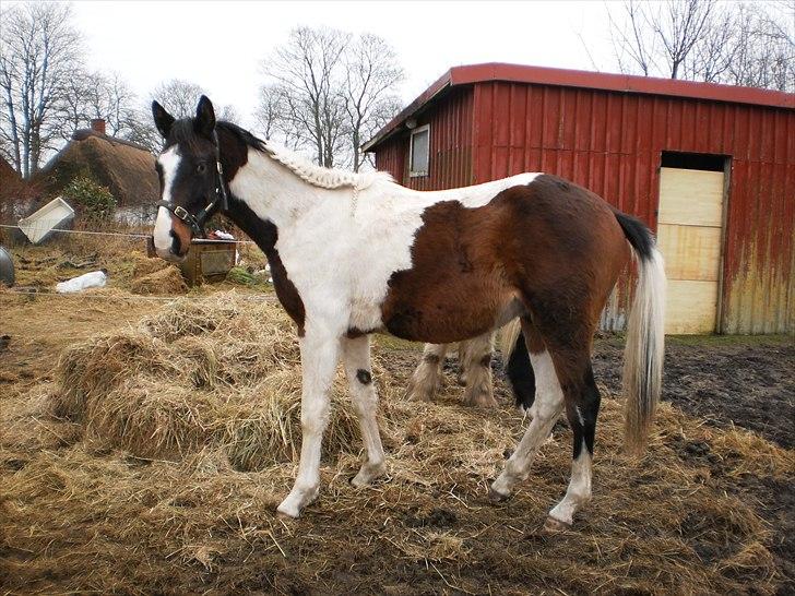 Pinto Milton billede 2