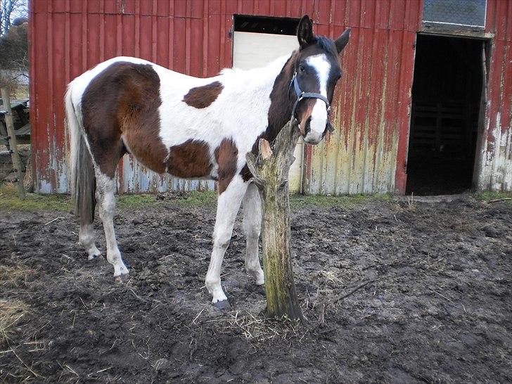 Pinto Milton billede 3