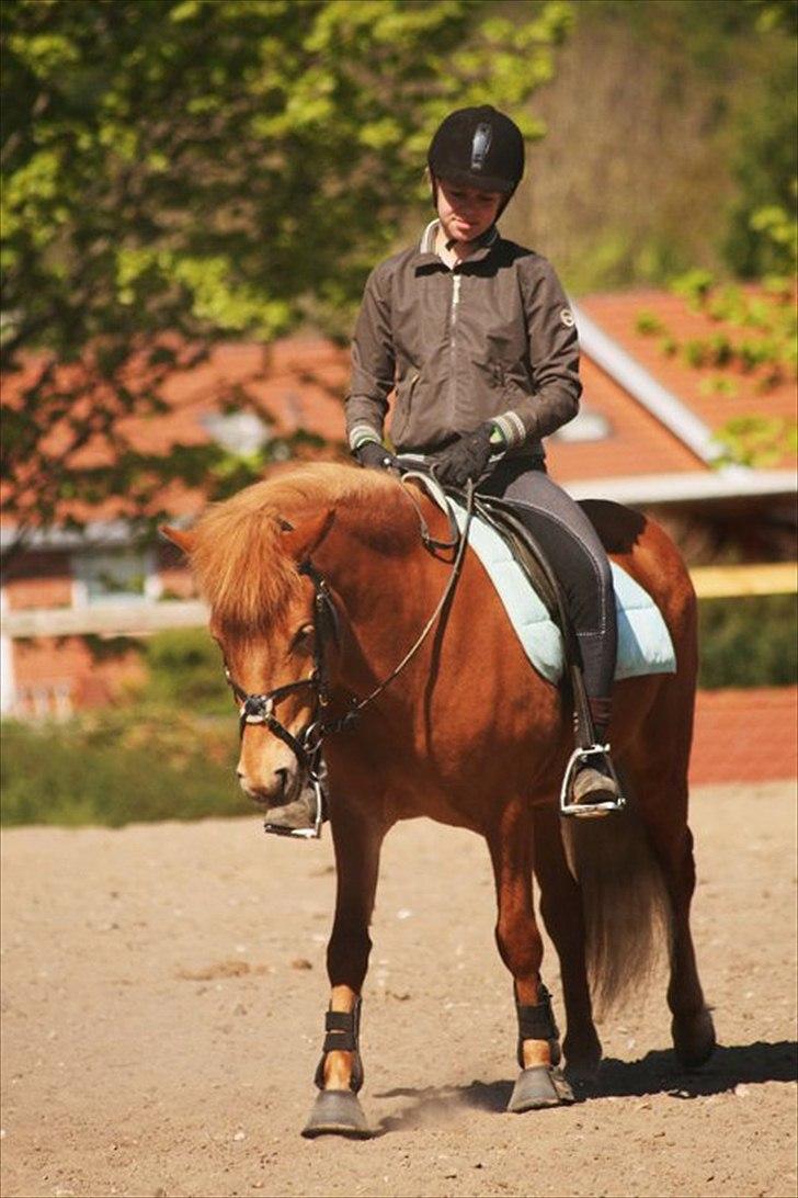 Islænder Gletta - Gletta skridter af efter en omgang dressur :)
Fotograf: Nana Wagnholt Johansen :-) billede 3