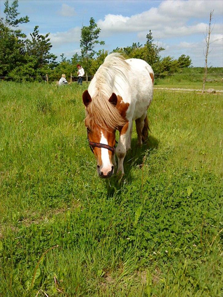Anden særlig race " solgt" Tøsen billede 12
