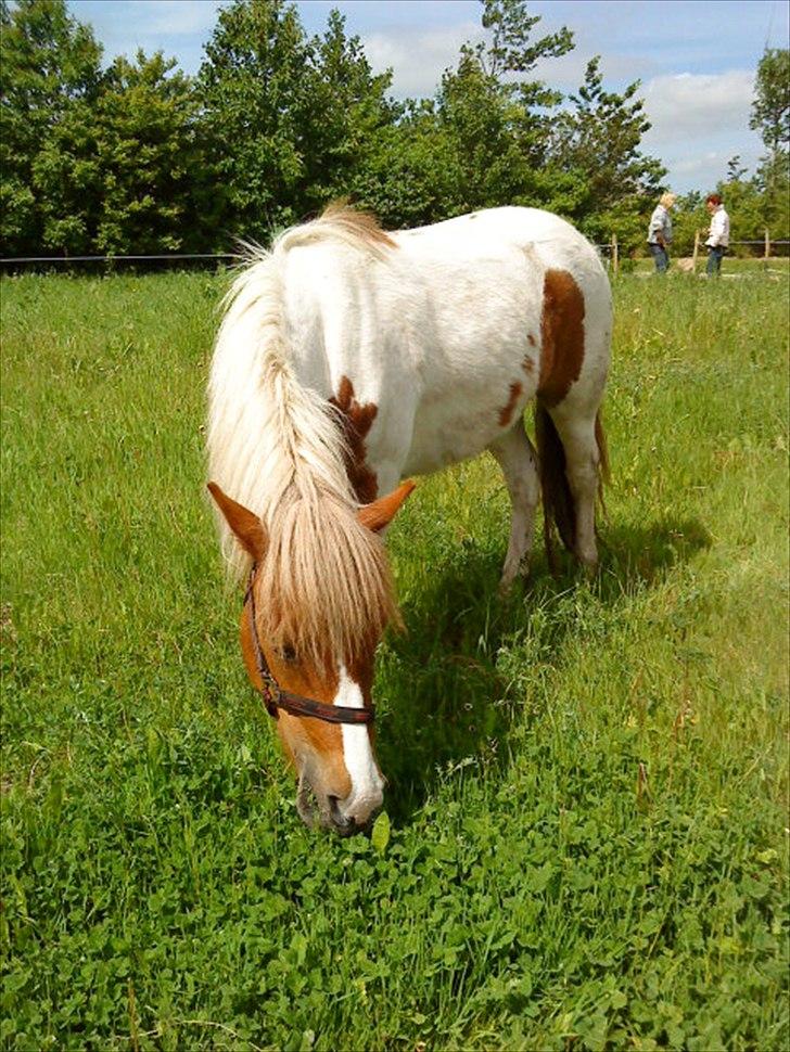 Anden særlig race " solgt" Tøsen billede 13