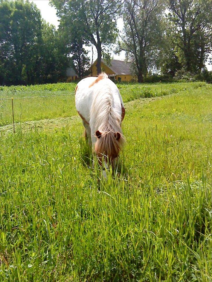 Anden særlig race " solgt" Tøsen billede 14