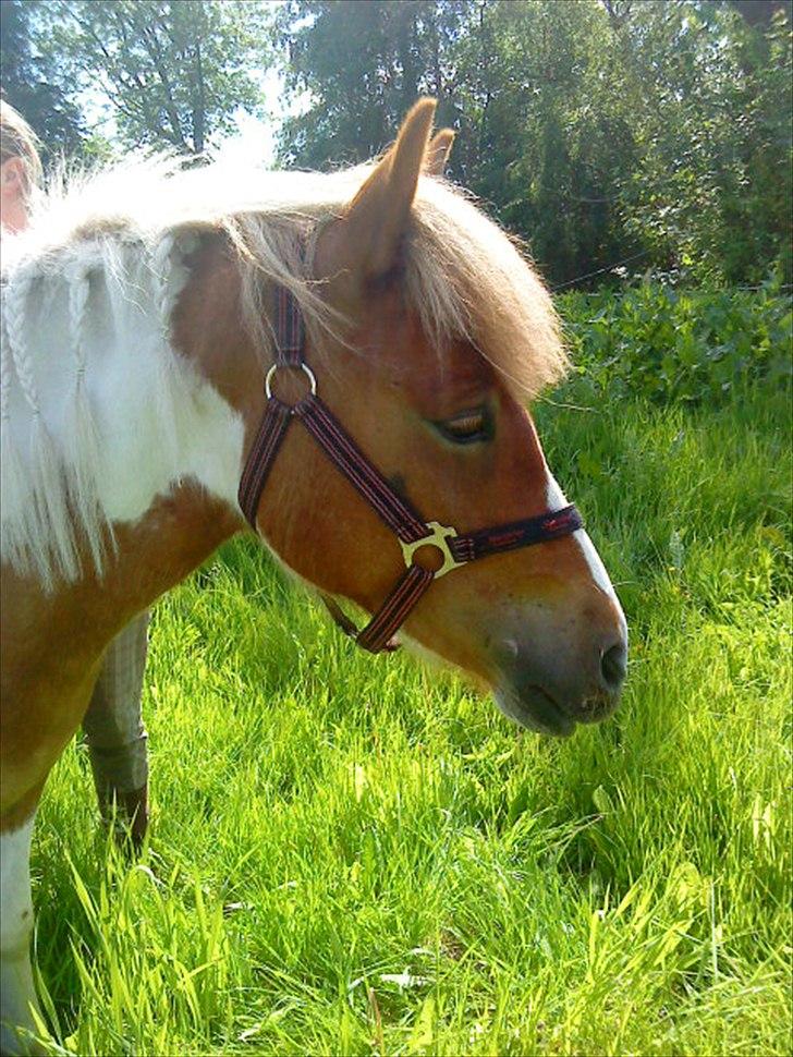 Anden særlig race " solgt" Tøsen billede 17