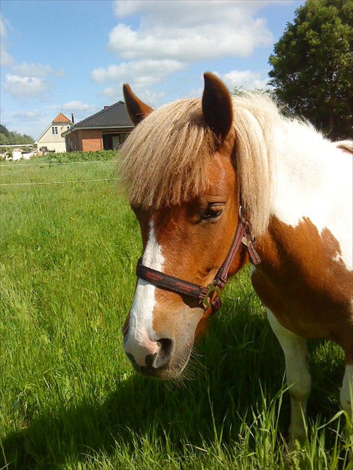 Anden særlig race " solgt" Tøsen billede 18