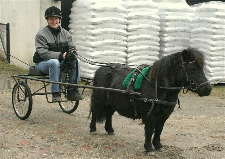 Dansk Miniature Pari Maluri (Silke) - Hermed min sorte skønhed for vogn - det er bare herligt at være ude med Silke Fabulous billede 19