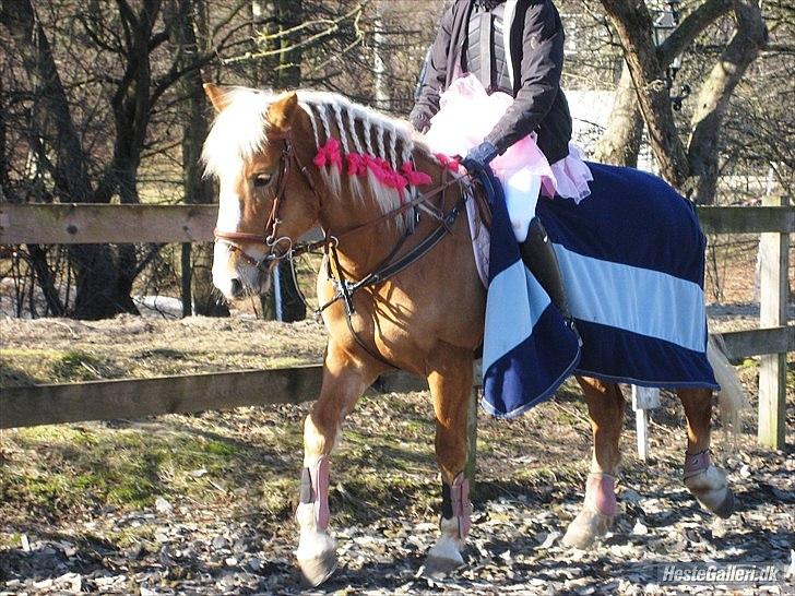 Haflinger Laura - Laf og jeg :-)  billede 2
