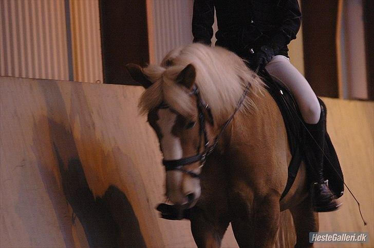 Haflinger Laura - Dressur. Tredje gang jeg sidder på hende. FEBRUAR 2011 *Foto: Ida* billede 4