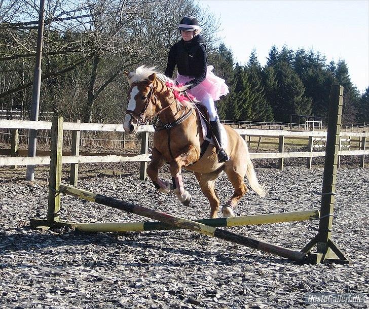 Haflinger Laura - Fastelavnsstævne<3(: MARTS 2011 *Foto: Lærke/Mie* billede 6