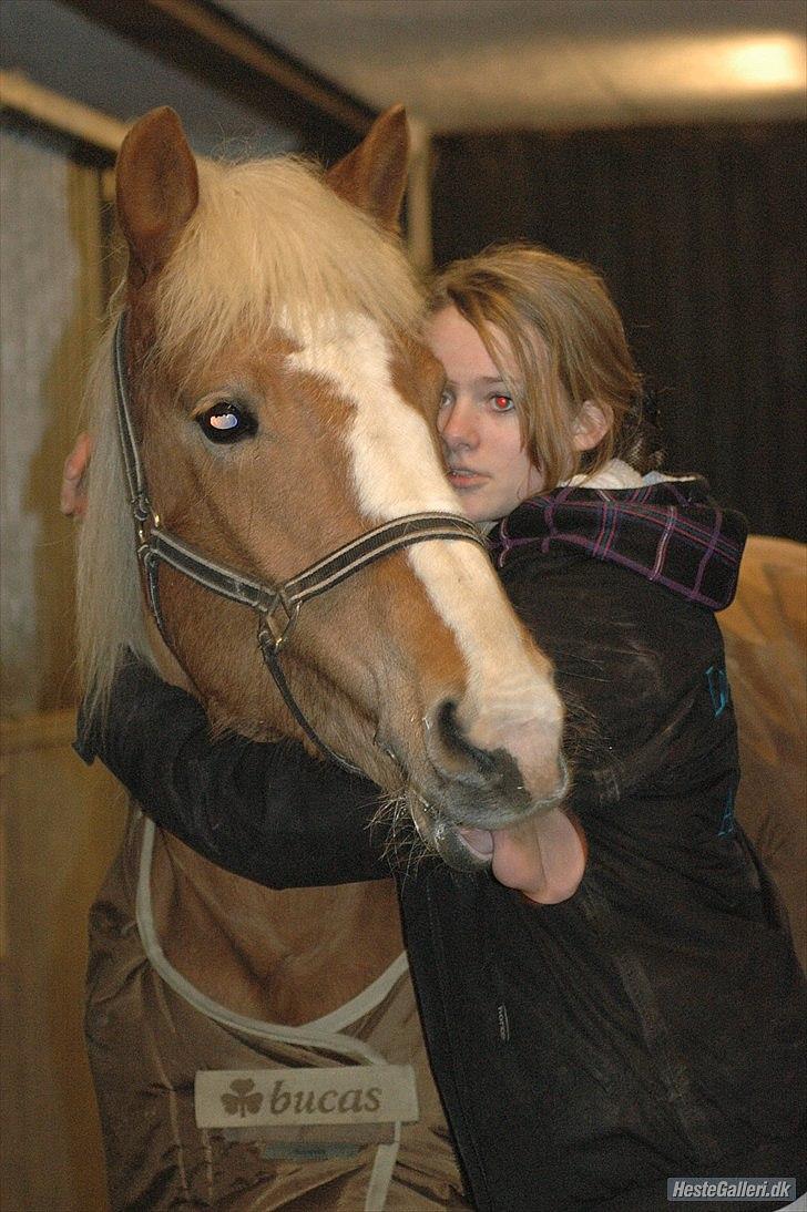 Haflinger Laura - Meget charmerene Laura!(: FEBRUAR 2011 *Foto: Ida* billede 9