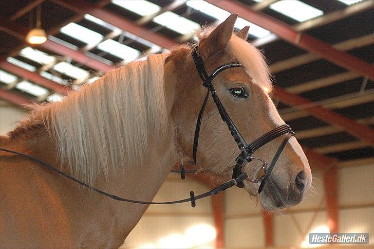 Haflinger Laura - Hvor er hun fin :) FEBRUAR 2011 *Foto: Ida* billede 10