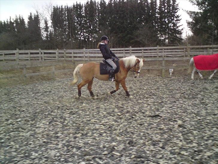 Haflinger Laura - Super dejlige laf!:D MARTS 2011 *Foto: Caro* billede 12