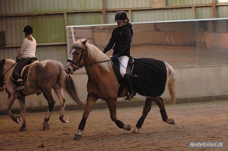 Haflinger Laura - Tæder flot ind over sig<3:D FEBRUAR 2011 *Foto: Ida* billede 13