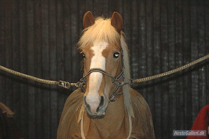 Haflinger Laura - Velkommen til Laura´s profil <3 Læg gerne en kommentar og en bedømmelse. billede 1