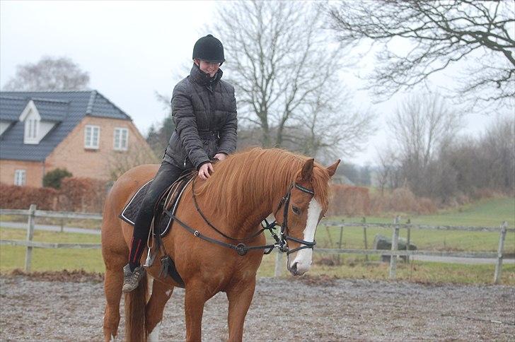 Dansk Varmblod Kildevangs Laurika [Tidl. Hest] - Første gang nogen har været på ryggen af hende.  billede 16