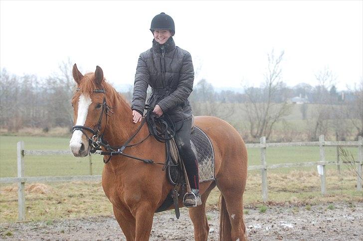 Dansk Varmblod Kildevangs Laurika [Tidl. Hest] billede 17