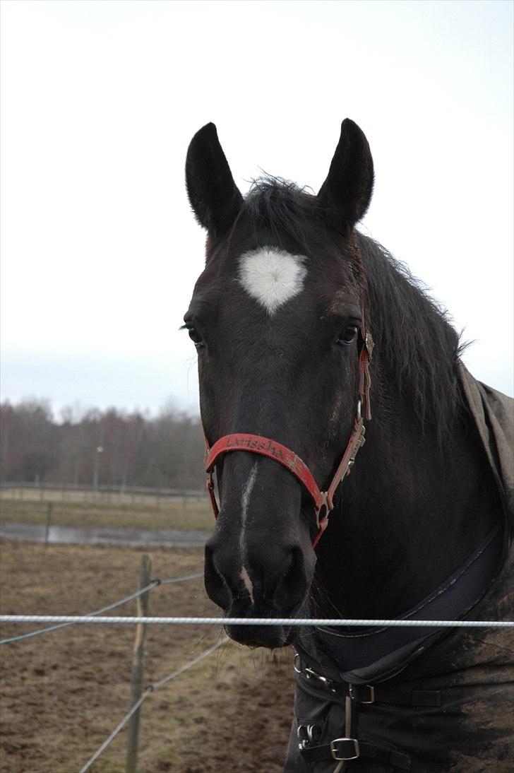 Oldenborg Larissha - Det smukke dyr på folden (: - taget af Katrine K. Bannow. billede 1