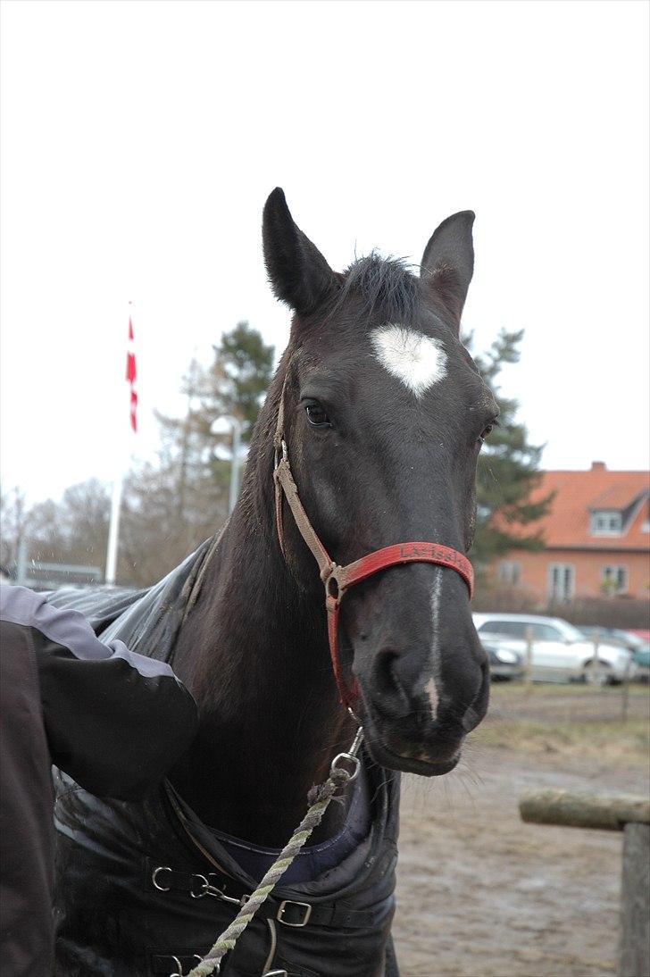 Oldenborg Larissha - Lakridsen kan altså ikke lide at få skyllet dækkenet :p - taget af Katrine K. Bannow. billede 3