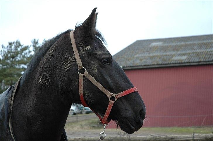 Oldenborg Larissha - - taget af Katrine K. Bannow. billede 4