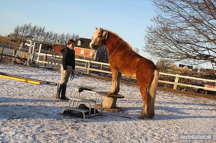 Haflinger stanly bassemin billede 13