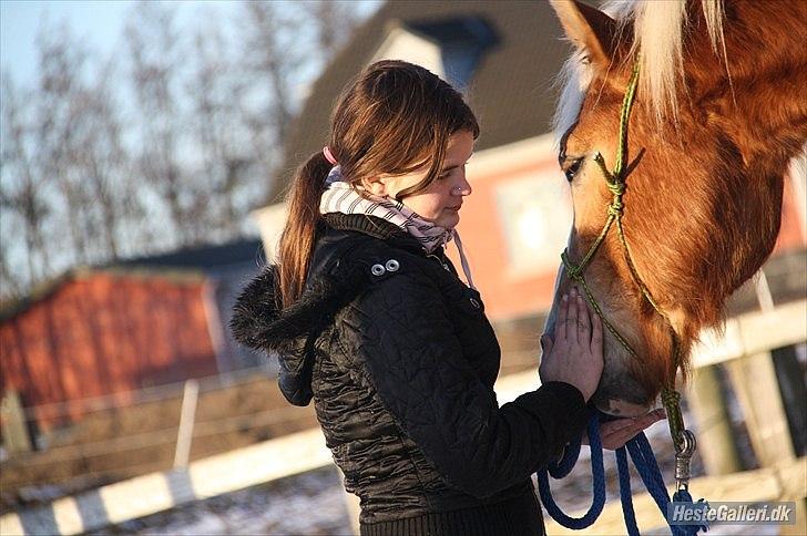 Haflinger stanly bassemin billede 14