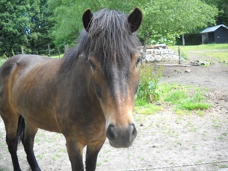 Islænder Bersi billede 1