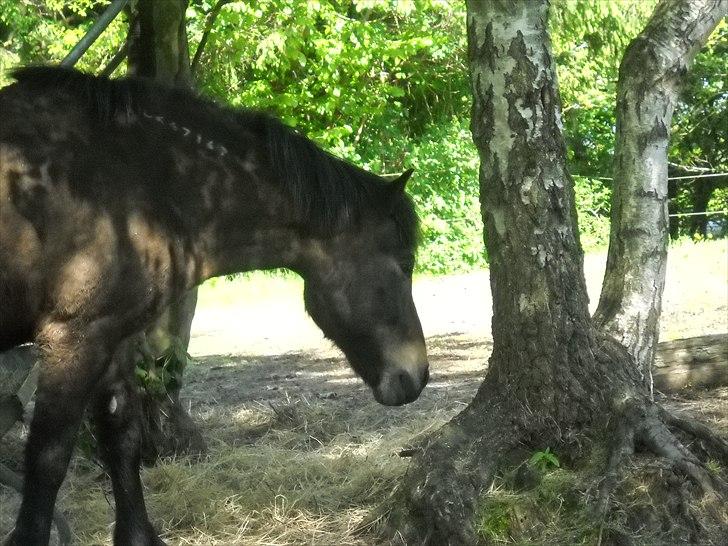 Islænder Bersi billede 2