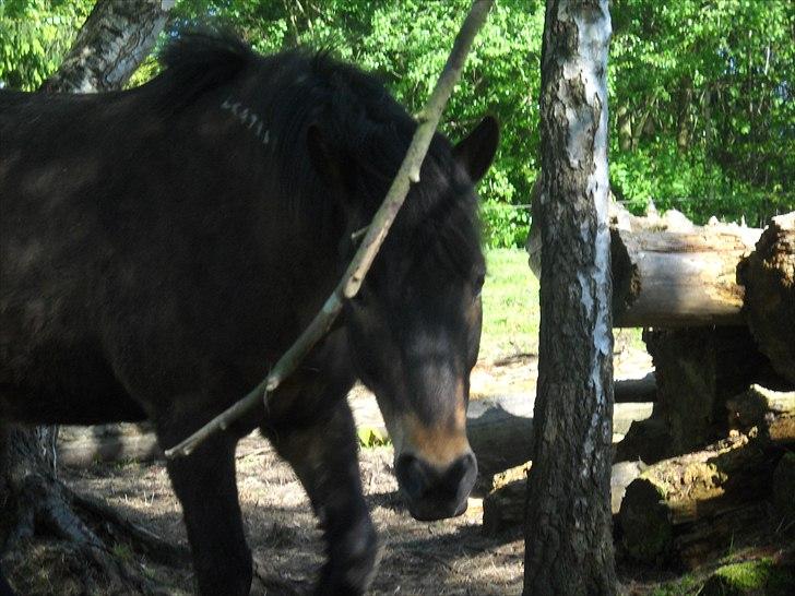 Islænder Bersi billede 3