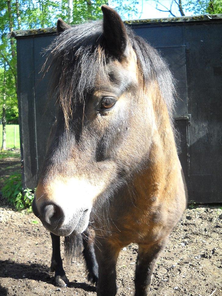 Islænder Bersi billede 4