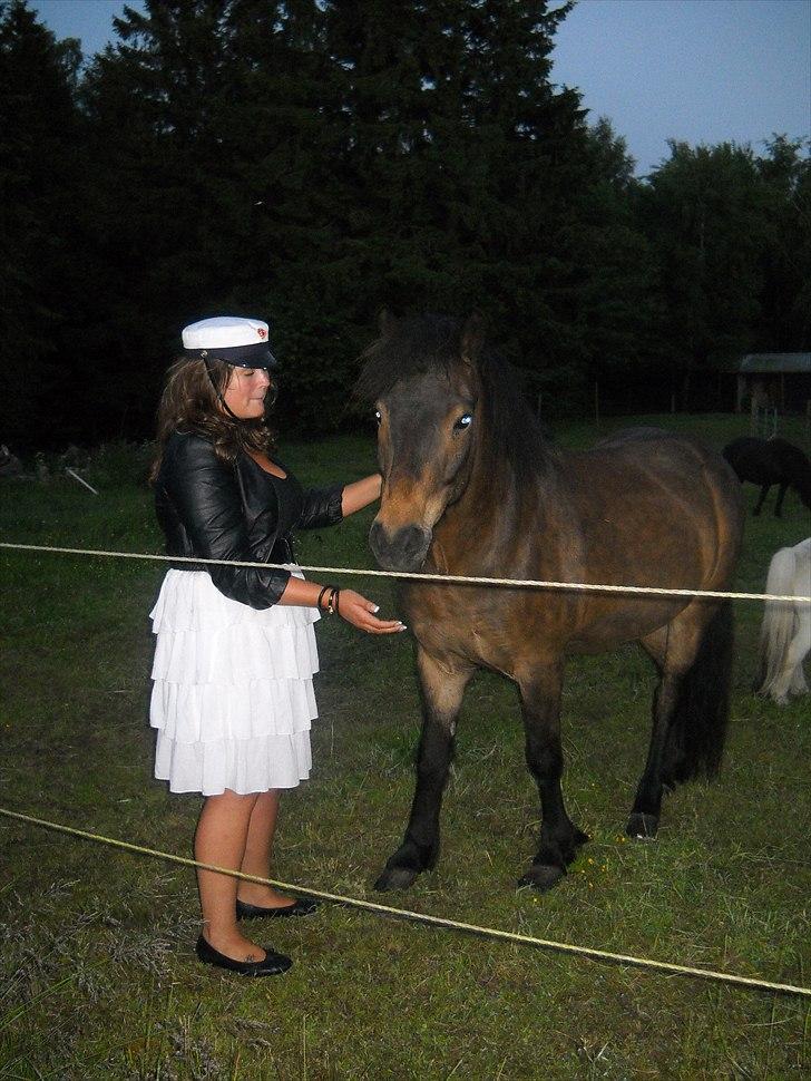 Islænder Bersi billede 5