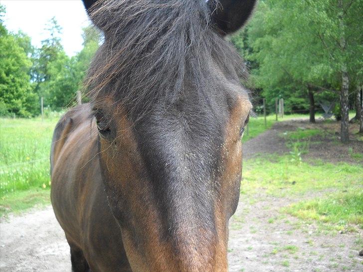Islænder Bersi billede 6