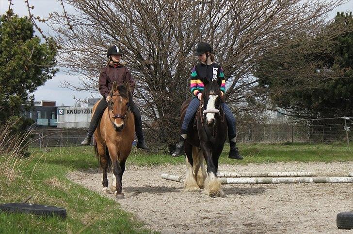 Irish Cob Ådalens Pocahontas - Yndlingsponyen & yndlingshesten! :D <3 billede 4