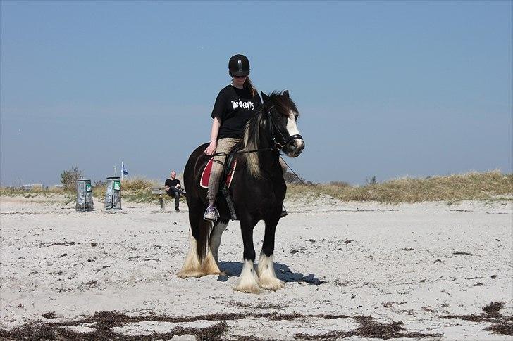Irish Cob Ådalens Pocahontas - På stranden! Meget skeptisk pony ;) billede 5