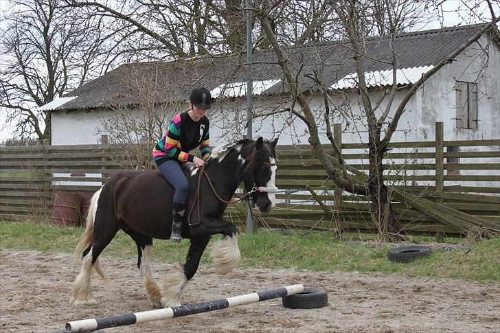 Irish Cob Ådalens Pocahontas - Pony springer for første gang i 1½ år! Mindre elegant xD billede 6