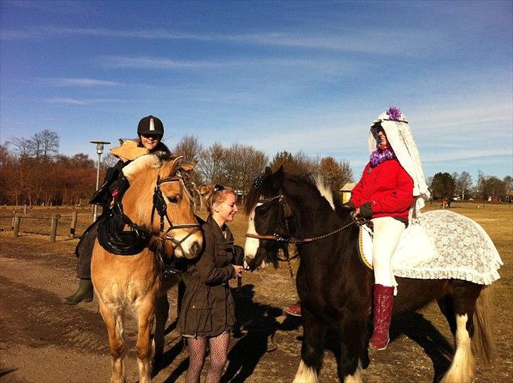 Irish Cob Ådalens Pocahontas - Til fastelavn tamtam på ISR :) billede 7