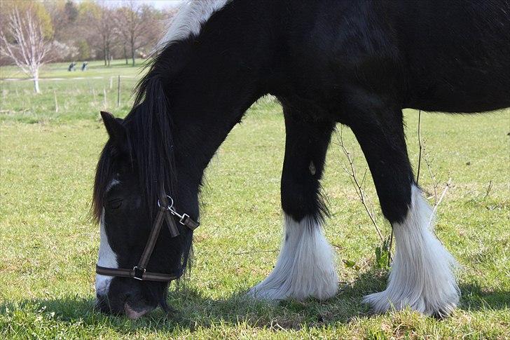 Irish Cob Ådalens Pocahontas billede 14