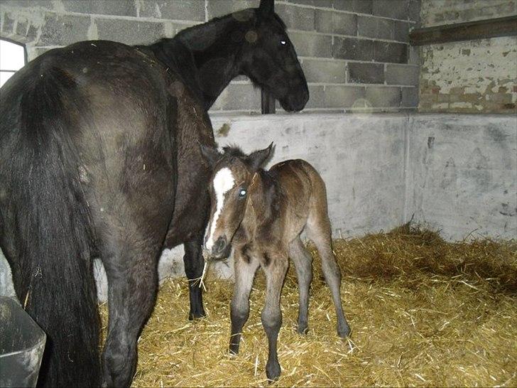 Oldenborg Landino billede 7