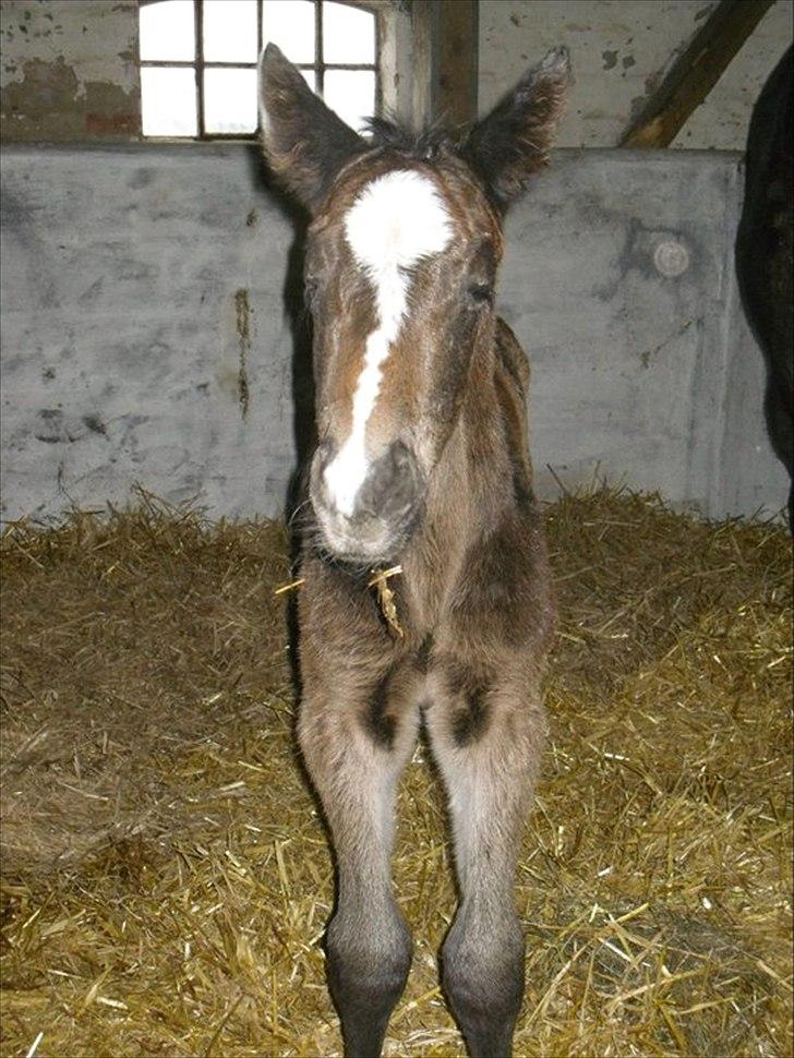 Oldenborg Landino billede 8