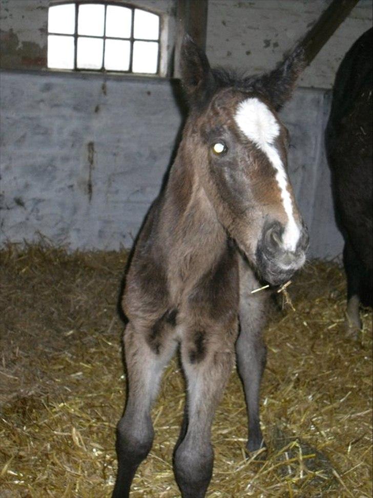 Oldenborg Landino billede 9