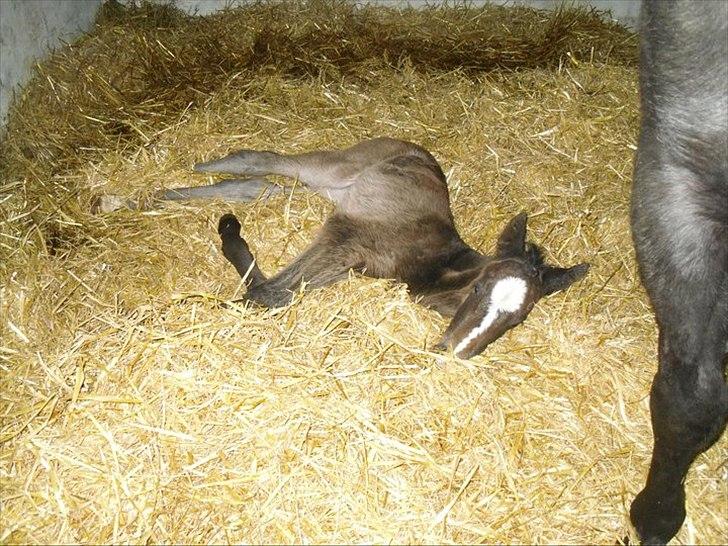 Oldenborg Landino billede 10