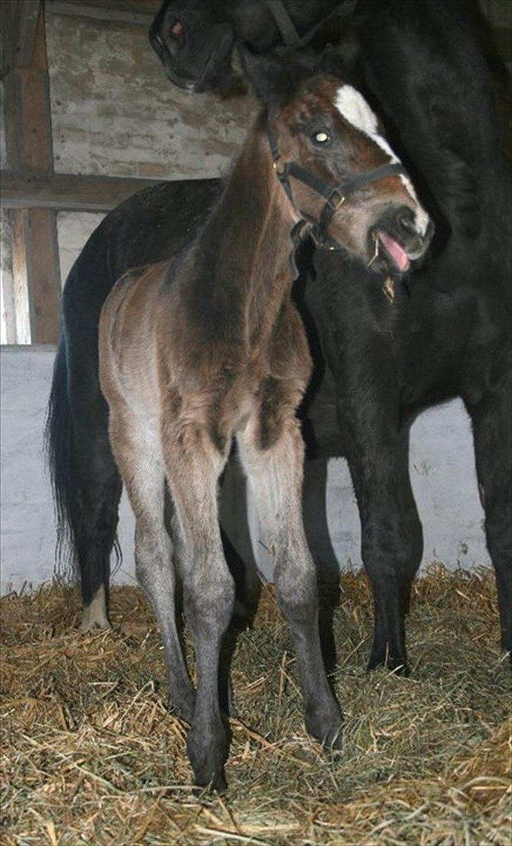 Oldenborg Landino billede 11