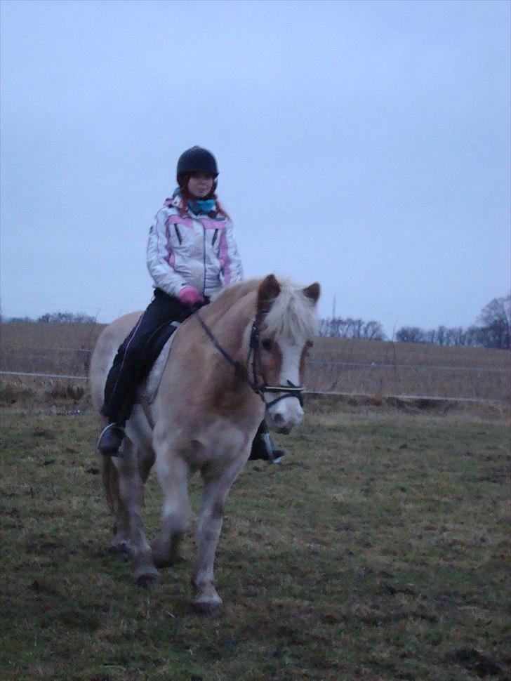 Tyroler Haflinger Anton himmelhest  - første ride tur på den søde anton billede 3