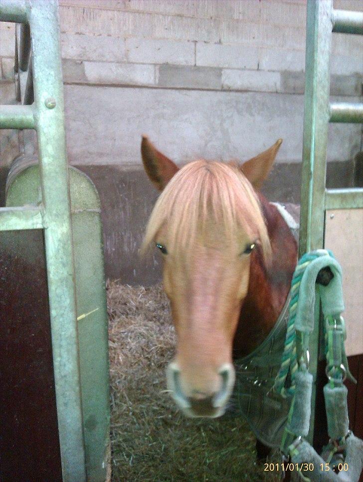 Anden særlig race Magic Mio! Altid gemt i hjertet. <3 - Mit Lille Æsel<33 *Foto: Mig* billede 5