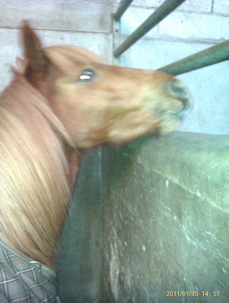 Anden særlig race Magic Mio! Altid gemt i hjertet. <3 - Caaaaalvin jeg vil lege!!! ;DDD *Foto: Mig* billede 6