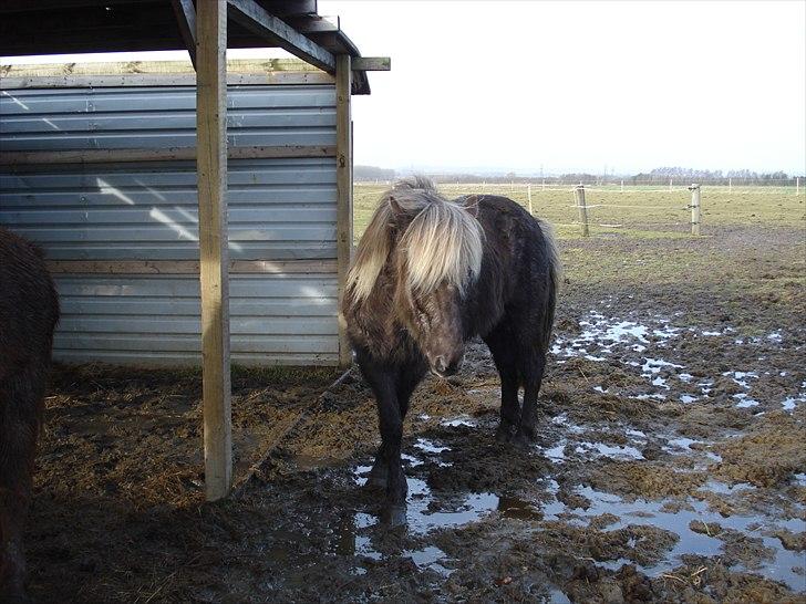 Islænder Sina från Östergård - Sina hjemme hos Maja da jeg var i gang med at købe hende (jan/feb 2011) billede 1