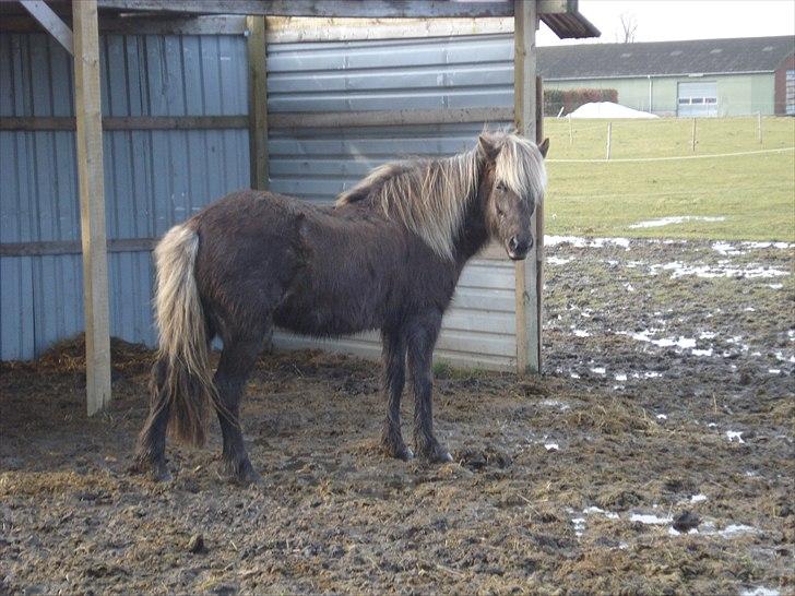 Islænder Sina från Östergård billede 2
