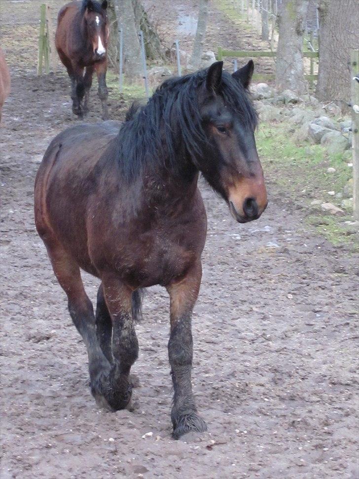 Anden særlig race Lille KLaus - Lækre Lille Klaus og hans smukke gang :) billede 10