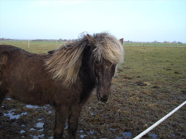 Islænder Sina från Östergård billede 3