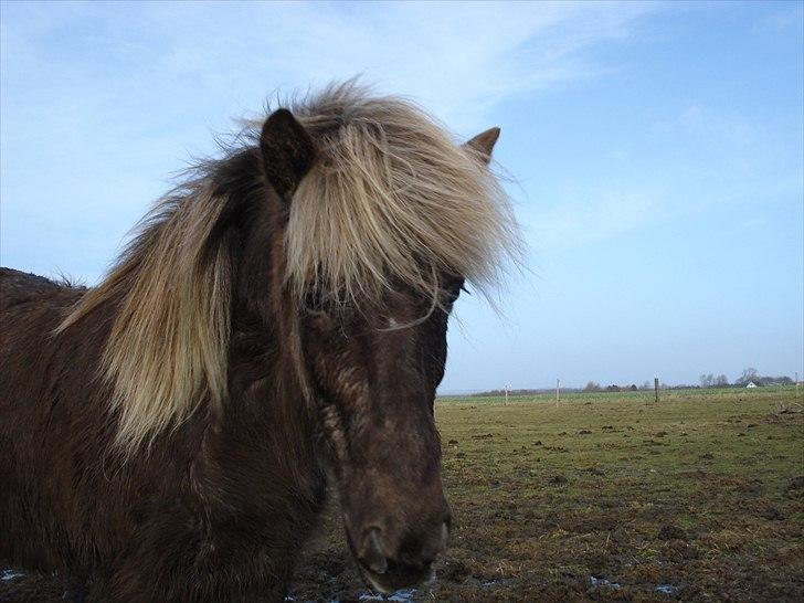 Islænder Sina från Östergård - Min smukke isprinsesse i sin smukke vinterpels billede 4