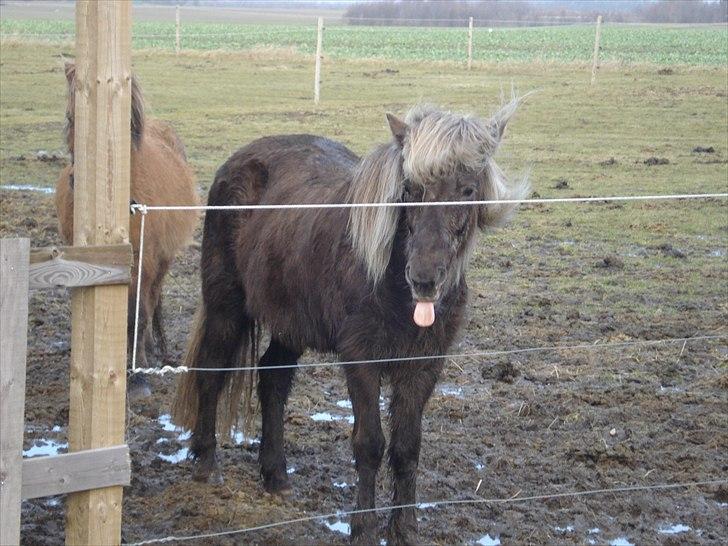 Islænder Sina från Östergård - Tag den! tihi... billede 5